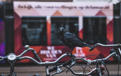 黑乌鸦在自行车
